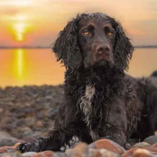 Picture for category Skin Supplements